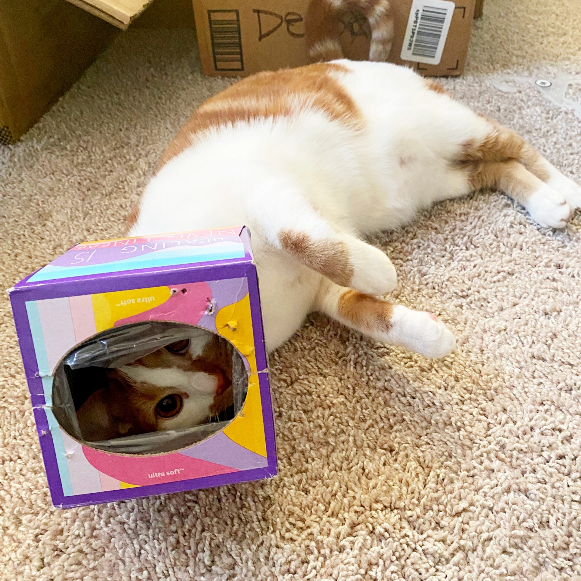 Shrimp