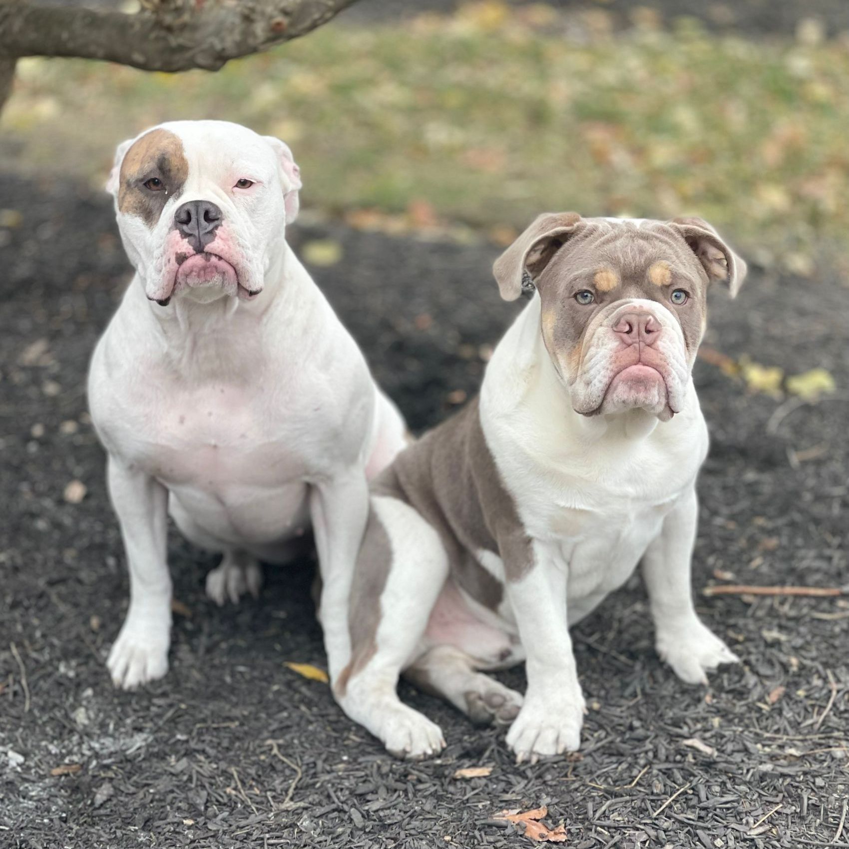 Barley and Bettis
