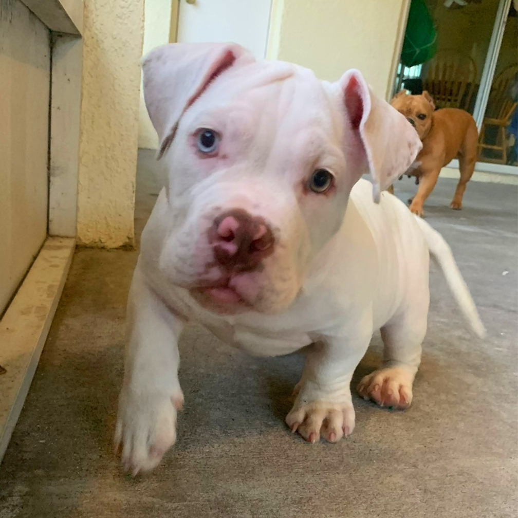 Blanco
